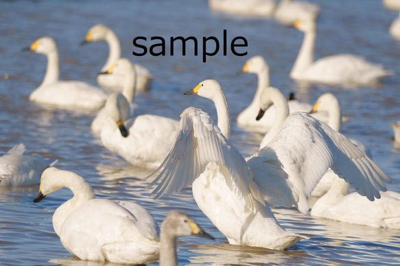 【ポストカード】白鳥3枚詰め合わせ 3枚目の画像