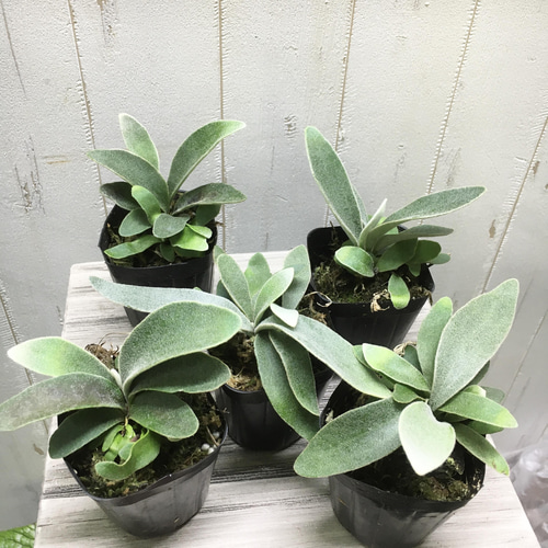 まとめ売り コウモリラン ビカクシダ ビーチー (Platycerium veitchii  