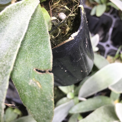 まとめ売り コウモリラン　ビカクシダ　ビーチー　(Platycerium veitchii) ポット苗 ×5個 4枚目の画像