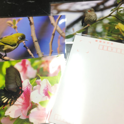 【ポストカード】桜と野鳥のポストカード3枚セット 4枚目の画像