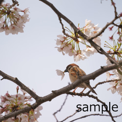 【ポストカード】桜と野鳥のポストカード3枚セット 3枚目の画像
