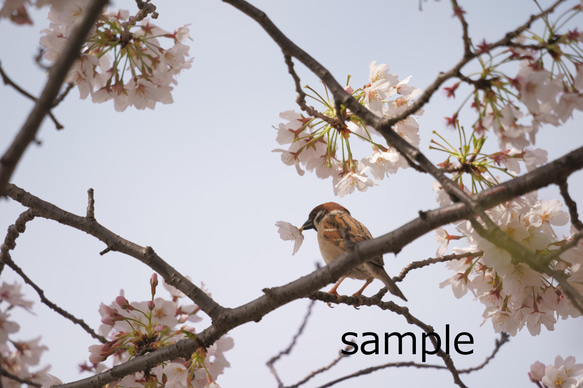 【ポストカード】桜と野鳥のポストカード3枚セット 3枚目の画像