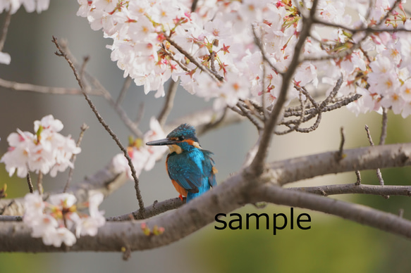 【ポストカード】桜と野鳥のポストカード3枚セット 2枚目の画像