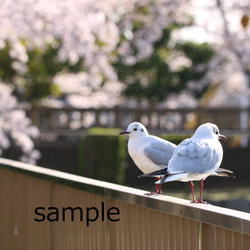 【ポストカード】桜と野鳥のポストカード3枚セット 1枚目の画像