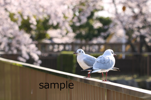 【ポストカード】桜と野鳥のポストカード3枚セット 1枚目の画像