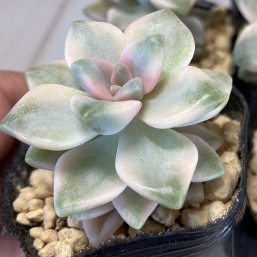 SOLD ティチュバンス錦 厳選韓国苗 名前付き 多肉植物 〜Green