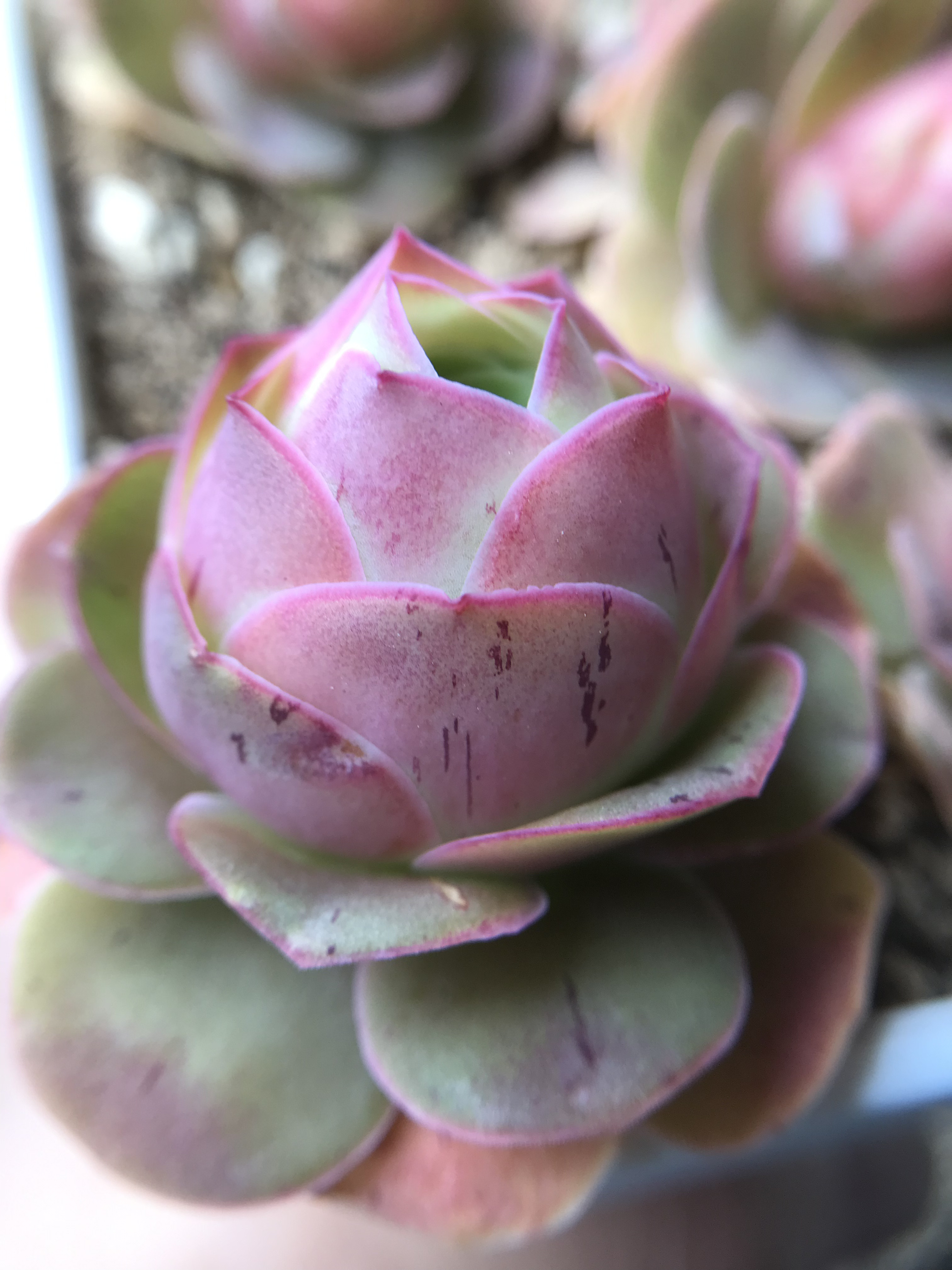 超レア 多肉植物 グリーノビア パルマ 抜き苗 3-4cm 多肉植物 愛多肉