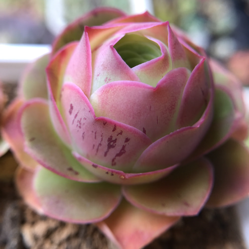 超レア 多肉植物 グリーノビア パルマ 抜き苗 3-4cm 多肉植物 愛多肉