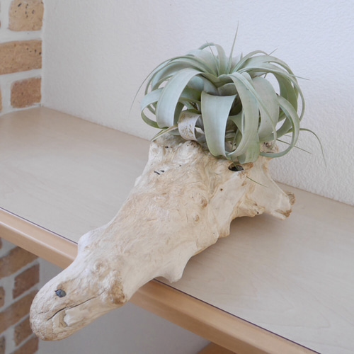 流木(漂白済み)Lサイズ 素材販売 エアープランツ の台にどうぞ おうち