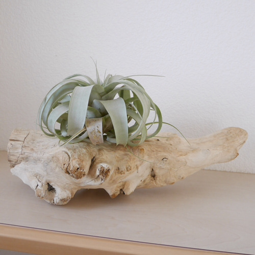 流木　流木インテリア　流木ライト　オブジェ　ライト　流木アート　エアープランツ 流木ランプ 流木オブジェ 流木照明 流木アート 流木灯り 行灯 おしゃれ