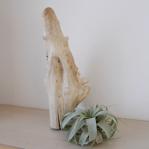 流木(漂白済み)Lサイズ 素材販売 エアープランツ の台にどうぞ おうち