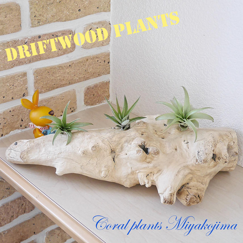 流木(漂白済み)Lサイズ 素材販売 エアープランツ の台にどうぞ おうち