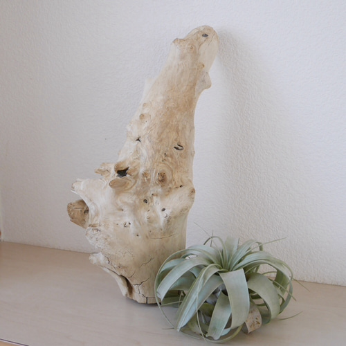 流木　流木インテリア　流木ライト　オブジェ　ライト　流木アート　エアープランツ エアプランツ×流木】インテリアに最適！ 立体・オブジェ laugh.plants