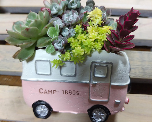 【専用】ワーゲン風バスのチマ寄せ*そのまま飾れる多肉植物の寄せ植え ワーゲンバスに多肉の寄せ植え❤ 多肉植物 ちいこ 通販 13712398
