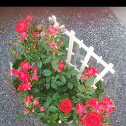 ミニバラ【シルクレッド】くれないの美しい薔薇　10㎝ポット苗  ご購入前にお問い合わせ下さい 1枚目の画像