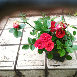 ミニバラ【シルクレッド】くれないの美しい薔薇　10㎝ポット苗  ご購入前にお問い合わせ下さい 4枚目の画像