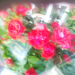 ミニバラ【シルクレッド】くれないの美しい薔薇　10㎝ポット苗  ご購入前にお問い合わせ下さい 5枚目の画像
