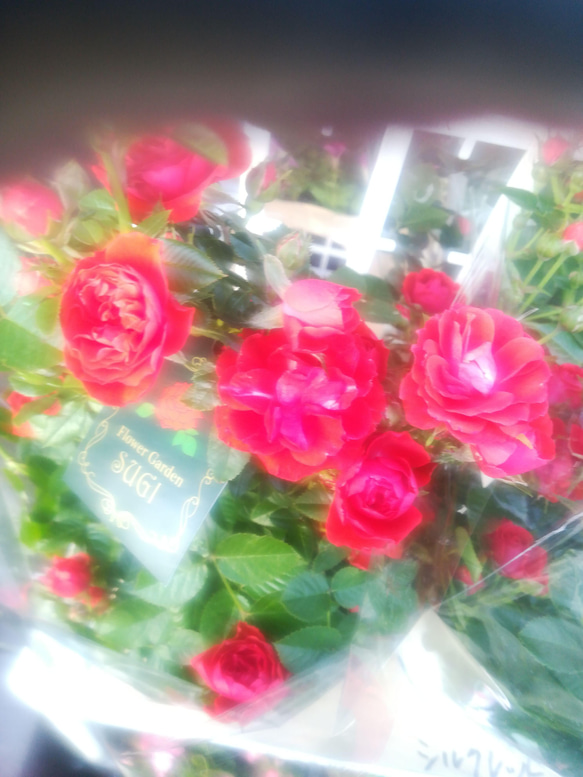 ミニバラ【シルクレッド】くれないの美しい薔薇　10㎝ポット苗  ご購入前にお問い合わせ下さい 5枚目の画像