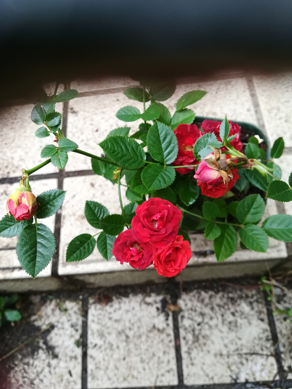 ミニバラ【シルクレッド】くれないの美しい薔薇　10㎝ポット苗  ご購入前にお問い合わせ下さい 3枚目の画像