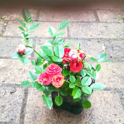 ミニバラ【シルクレッド】くれないの美しい薔薇　10㎝ポット苗  ご購入前にお問い合わせ下さい 2枚目の画像