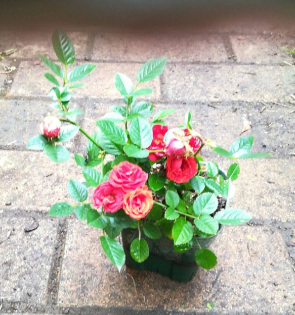 ミニバラ【シルクレッド】くれないの美しい薔薇　10㎝ポット苗  ご購入前にお問い合わせ下さい 2枚目の画像