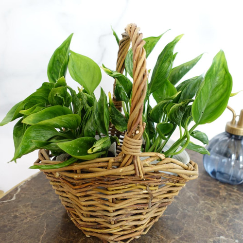 テルノワールドさんの希少ポトス『テルノシャングリラ』観葉植物 テルノワールドさんの希少ポトス『テルノシャングリラ』観葉植物