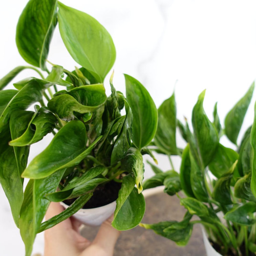 【希少・現品】人気種　もりもり　ポトス　テルノクリスタルグリーン 希少・現品】人気種 もりもり ポトス テルノクリスタルグリーン ポトス