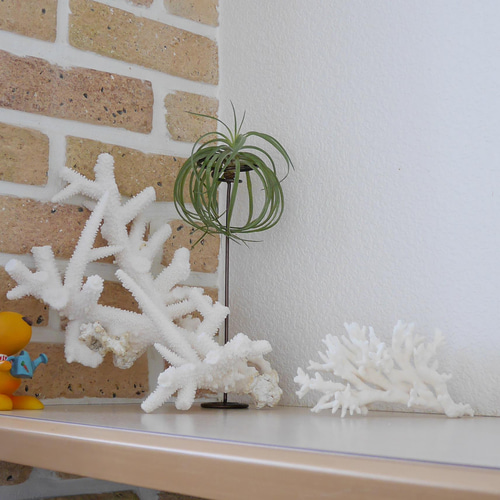 沖縄県宮古島産 天然 サンゴ M 素材販売 インテリア エアープランツ