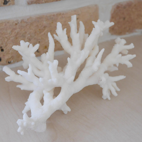 沖縄県宮古島産 天然 サンゴ M 素材販売 インテリア エアープランツ