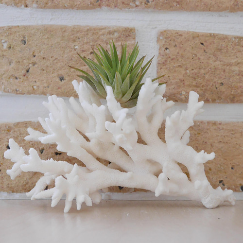 沖縄県宮古島産 天然 サンゴ M 素材販売 インテリア エアープランツ