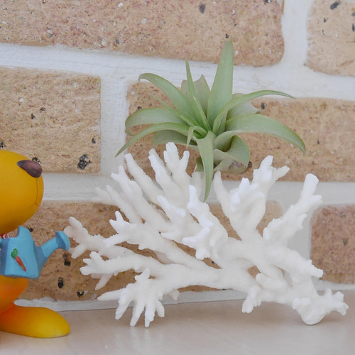 沖縄県宮古島産 天然 サンゴ M 素材販売 インテリア エアープランツ