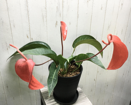 アンスリウム ダーケストパナマ | GREEN LUCK 2日間限定saleAnthurium