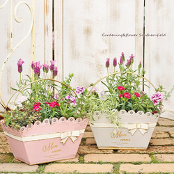 季節の花寄せ植え レースリボン プランター ブリキ ピンク/ベージュ 1枚目の画像