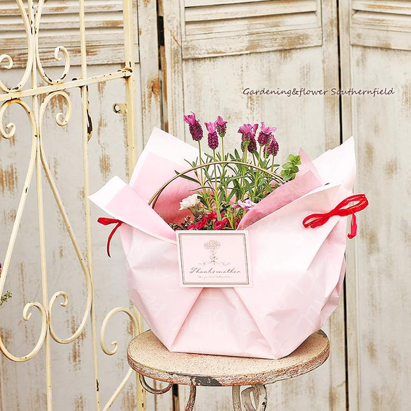 季節の花寄せ植え レースリボン プランター ブリキ ピンク/ベージュ 6枚目の画像