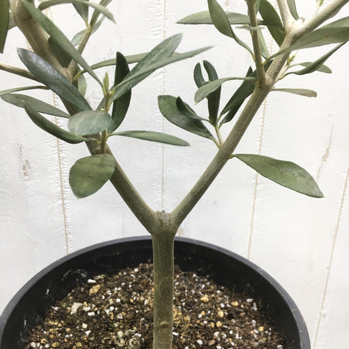 樹形良好♡ Y樹形 オリーブの木 エルグレコ セラアート鉢