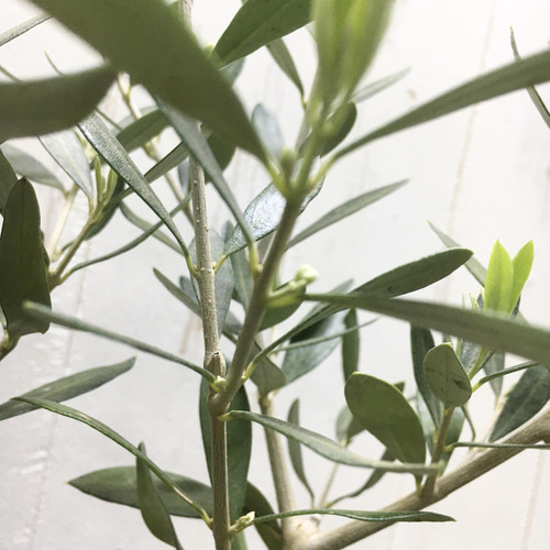 樹形良好♡ Y樹形 オリーブの木 エルグレコ セラアート鉢/ブラック