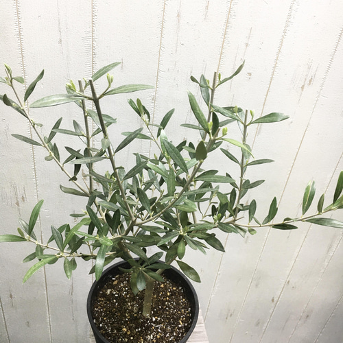 オリーブの木,た植物/観葉植物 エルグレコ『綺麗な樹形。樹高㌢』 オリーブの木,た植物/観葉植物 エルグレコ『綺麗な樹形。樹高㌢』