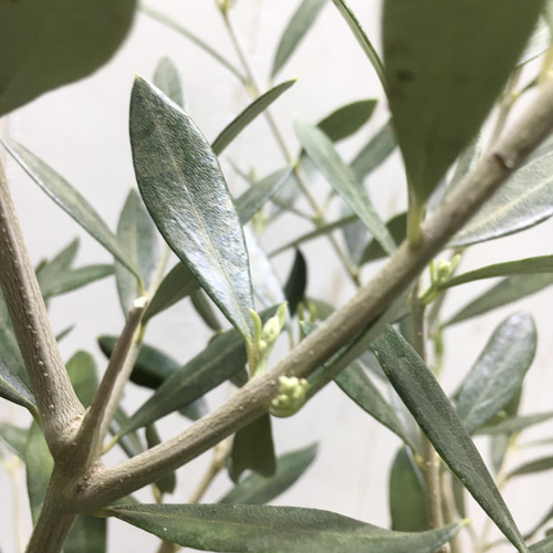 樹形良好♡ Y樹形 オリーブの木 エルグレコ セラアート鉢/ブラック