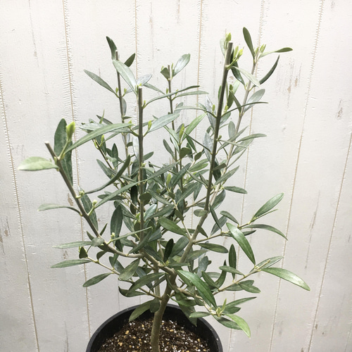 樹形良好♡ Y樹形 オリーブの木 エルグレコ セラアート鉢/ブラック