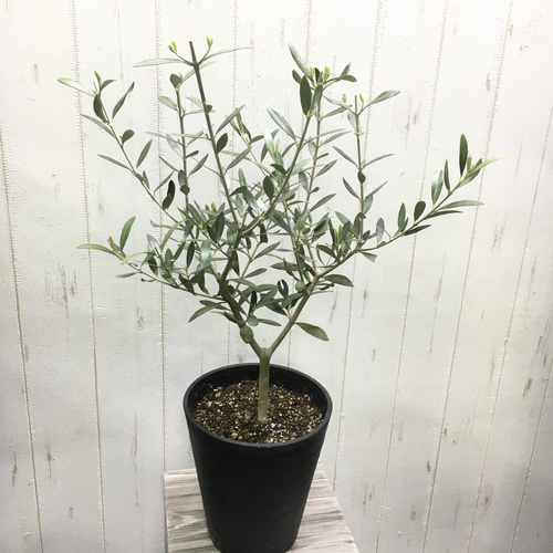 オリーブの木　コレッジョラ　セラアート鉢 オリーブの木 コレッジョラ | 観葉植物通販HitoHana(ひとはな)