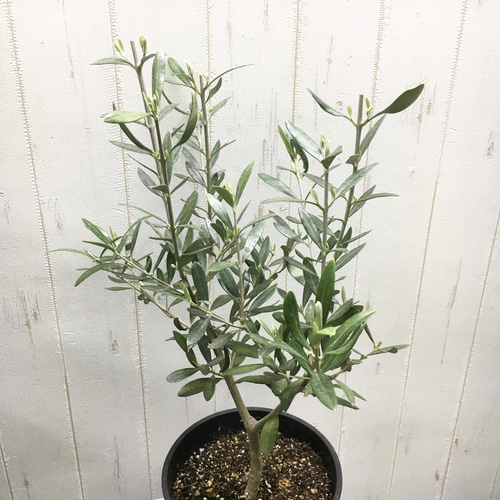 オリーブの木,た植物/観葉植物 エルグレコ『綺麗な樹形。樹高㌢』 再販♡ 大きめ♪オリーブの木 エルグレコ お洒落 タイルストーン