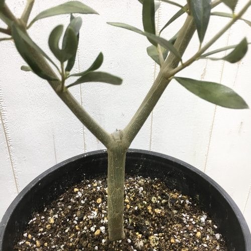 オリーブの木,た植物/観葉植物 エルグレコ『綺麗な樹形。樹高㌢』 オリーブの木,た植物/観葉植物 エルグレコ『綺麗な樹形。樹高㌢』