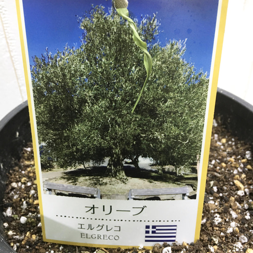 オリーブの木,た植物/観葉植物 エルグレコ『綺麗な樹形。樹高㌢』 楽天市場】【現品】オリーブの木 エルグレコ 苗木 5.5号 G755