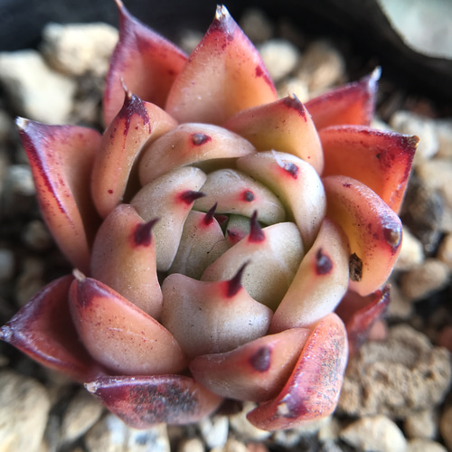 レア 多肉植物 エケベリア 韓国苗 Nomad 抜き苗 3cm 多肉植物 愛 レア 多肉植物 エケベリア 韓国苗 Nomad 抜き苗 3cm 多肉植物 愛