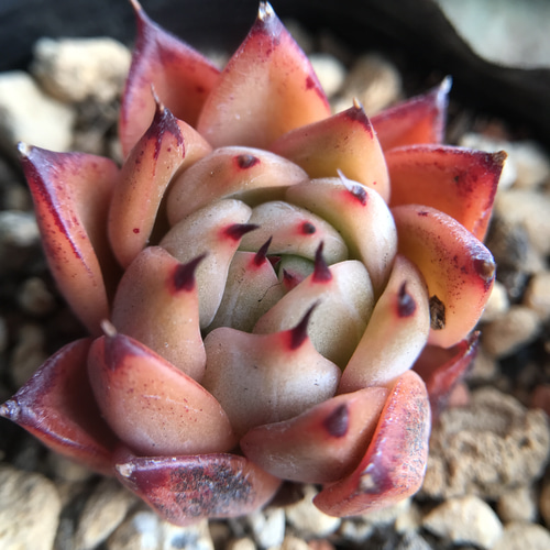 レア 多肉植物 エケベリア 韓国苗 Nomad 抜き苗 3cm 多肉植物 愛 レア 多肉植物 エケベリア 韓国苗 Nomad 抜き苗 3cm 多肉植物 愛