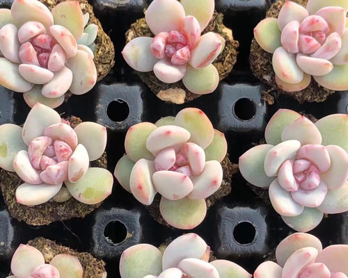 おまとめ 多肉植物♡雪の妖精 抜き苗 多肉植物クラッスラ雪の妖精抜き苗