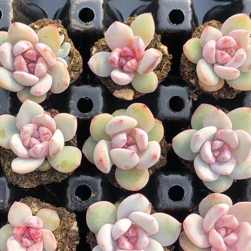 多肉植物 エケベリア 雪の天使 小苗 抜き苗 1苗999円 多肉植物