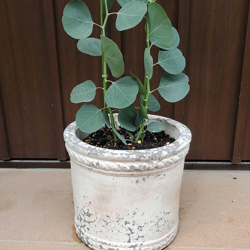 大きめ♪ユーカリポポラス テラコッタ鉢植え 観葉植物 苗 シンボル