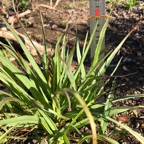 ムラサキツユクサ 苗 5株  ＊ 紫露草 宿根草 多年草 3枚目の画像