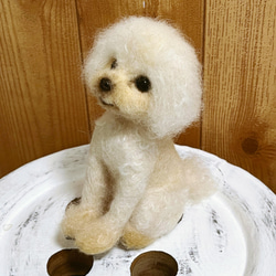 愛犬ちゃんそっくり人形(Sサイズ)オーダー作品:マイクロティーカッププードル 3枚目の画像